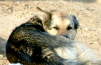 dogs, pets, Sadie